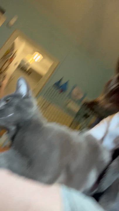 Enlarge Aleesia , a Adoptable Domestic Short Hair in Moline, IL video 4/4