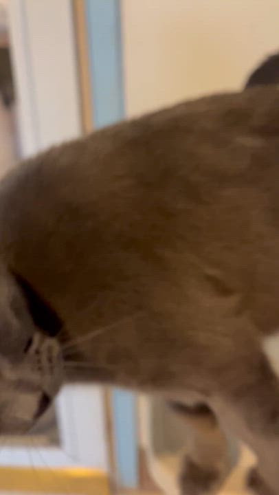 Enlarge Aleesia , a Adoptable Domestic Short Hair in Moline, IL video 2/4