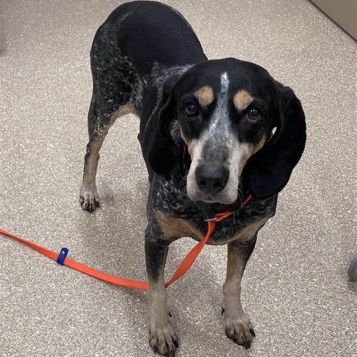 Enlarge Vila Blue, a ADOPTABLE Bluetick Coonhound in Prince Frederick, MD image 2/4