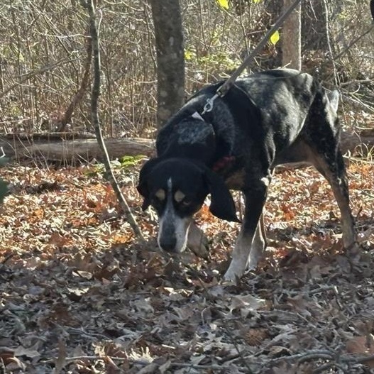 Enlarge Vila Blue, a ADOPTABLE Bluetick Coonhound in Prince Frederick, MD image 4/4