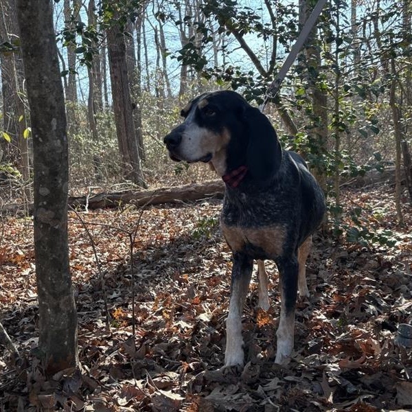 Enlarge Vila Blue, a ADOPTABLE Bluetick Coonhound in Prince Frederick, MD image 1/4