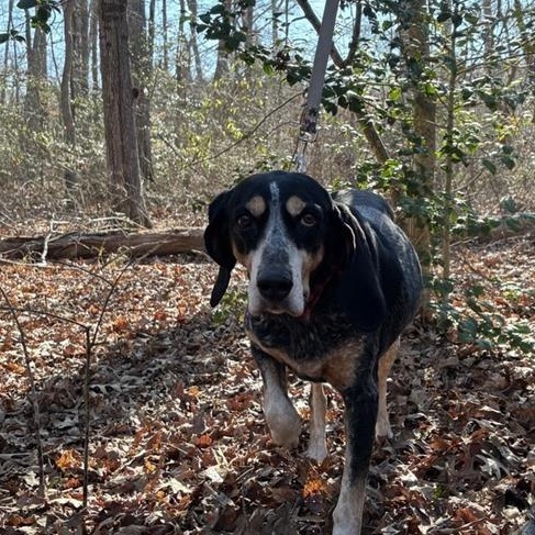 Enlarge Vila Blue, a ADOPTABLE Bluetick Coonhound in Prince Frederick, MD image 3/4