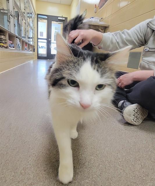 Enlarge NAYLA JO, a Adoptable Domestic Long Hair in Denver, CO image 1/1