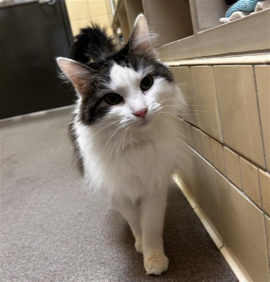 NAYLA JO, Adoptable, Adult Female Domestic Long Hair.