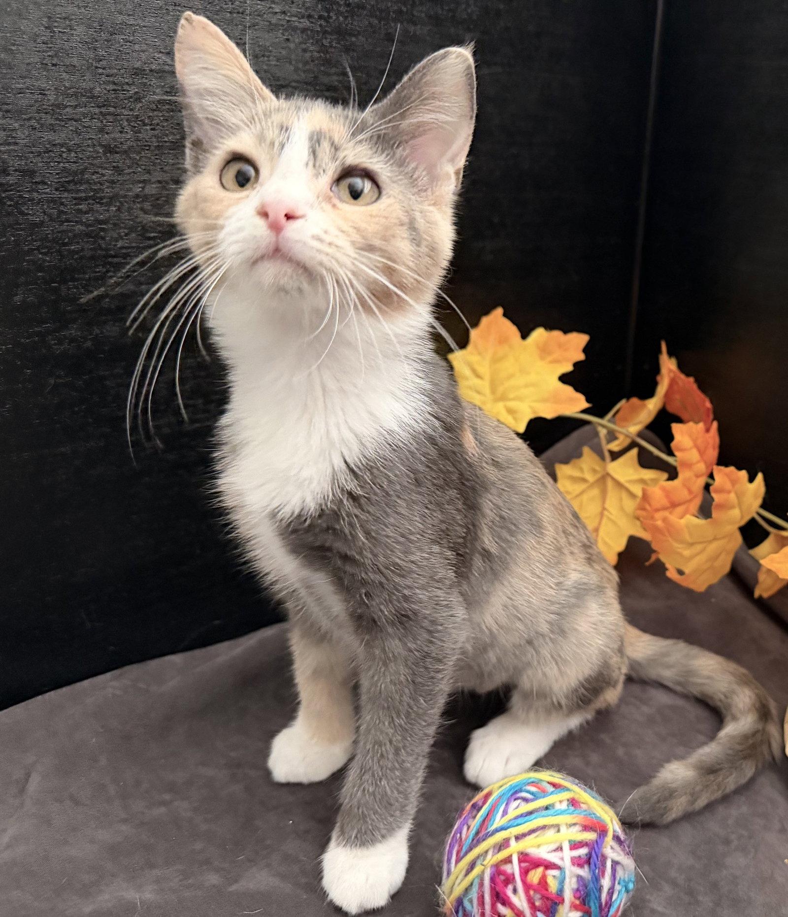 Robin, Adoptable, Kitten Female Dilute Calico & Tuxedo.