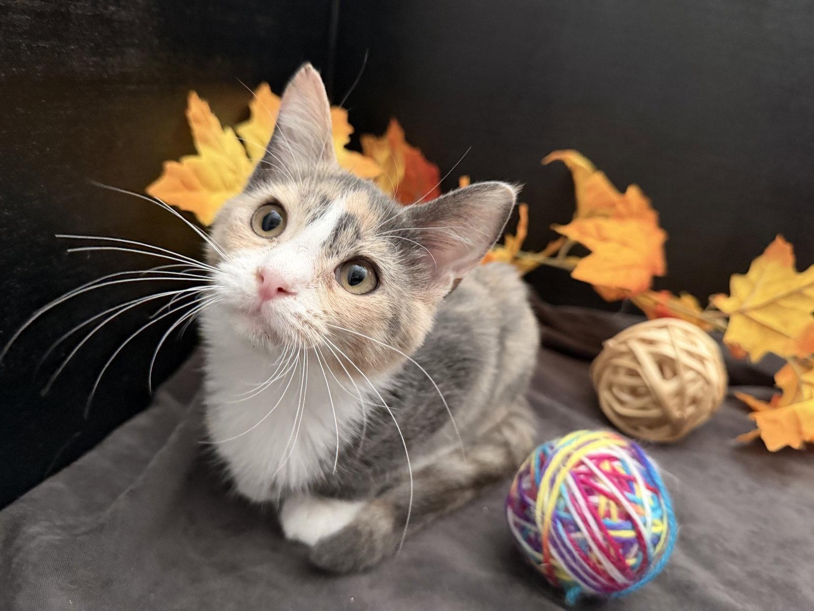 Enlarge Robin, a Adoptable mixed breed in Fayetteville, GA image 2/3