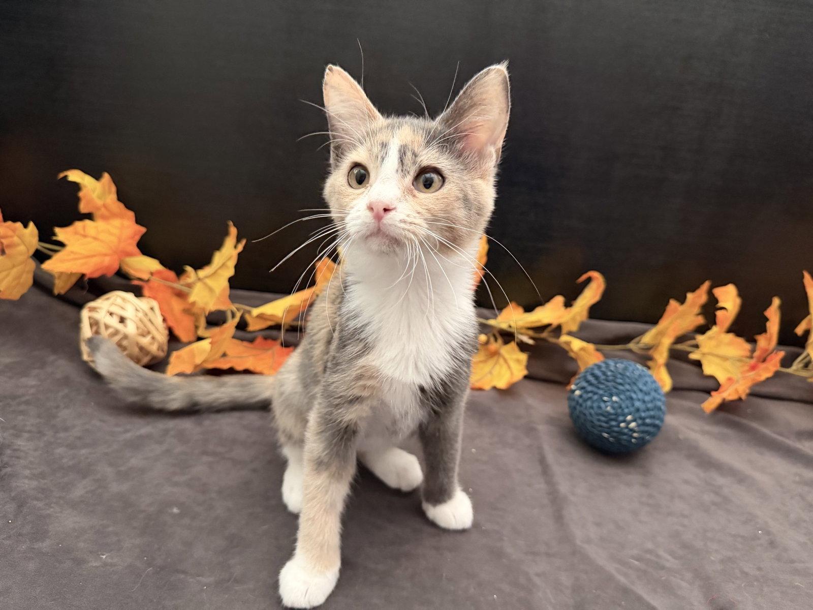 Enlarge Robin, a Adoptable mixed breed in Fayetteville, GA image 3/3