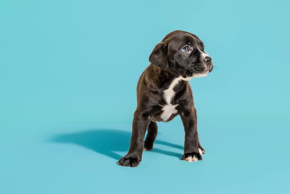 Lucille, a Adoptable mixed breed in Wolcott, CT image 1/5
