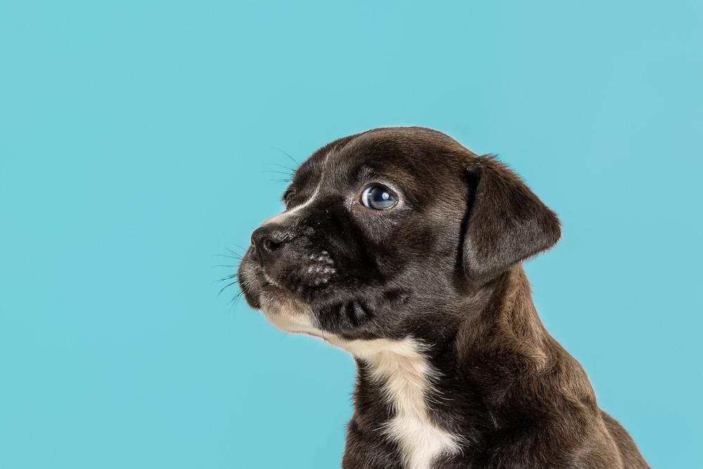 Lucille, a Adoptable mixed breed in Wolcott, CT image 2/5