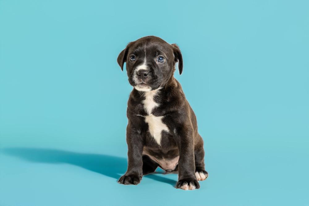Lucille, a Adoptable mixed breed in Wolcott, CT image 3/5