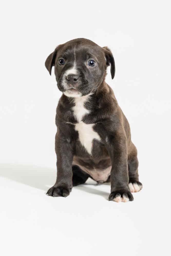 Lucille, a Adoptable mixed breed in Wolcott, CT image 4/5