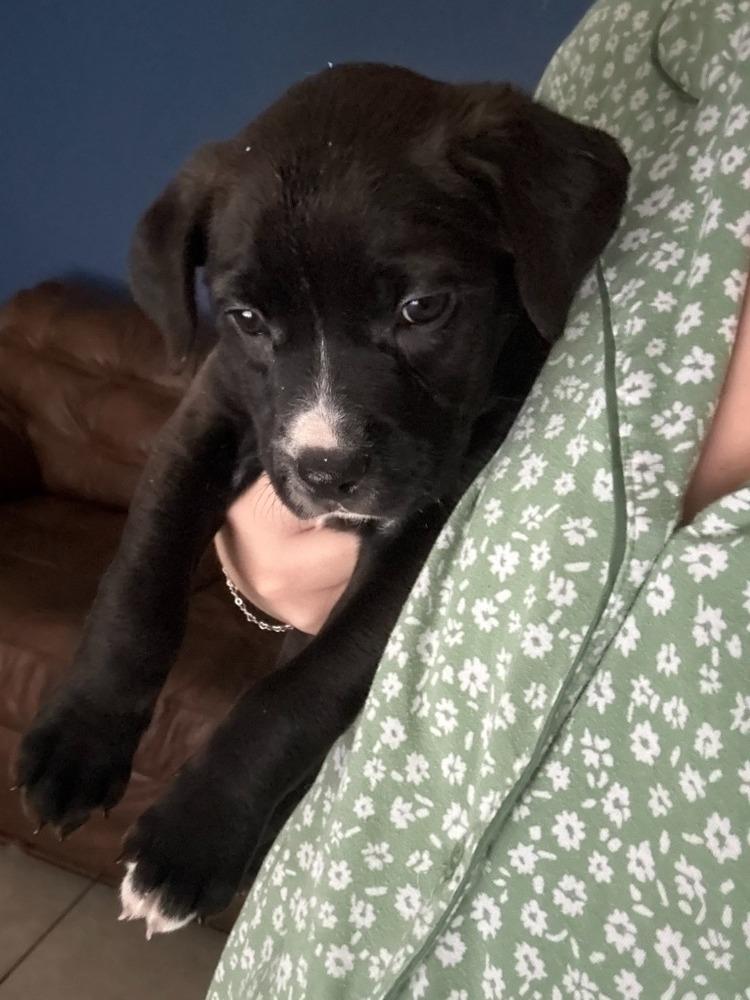 Lucille, a Adoptable mixed breed in Wolcott, CT image 5/5