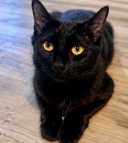 Simone , an adopted Domestic Medium Hair in Philadelphia, PA image 2/6