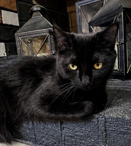 Simone , an adopted Domestic Medium Hair in Philadelphia, PA image 6/6