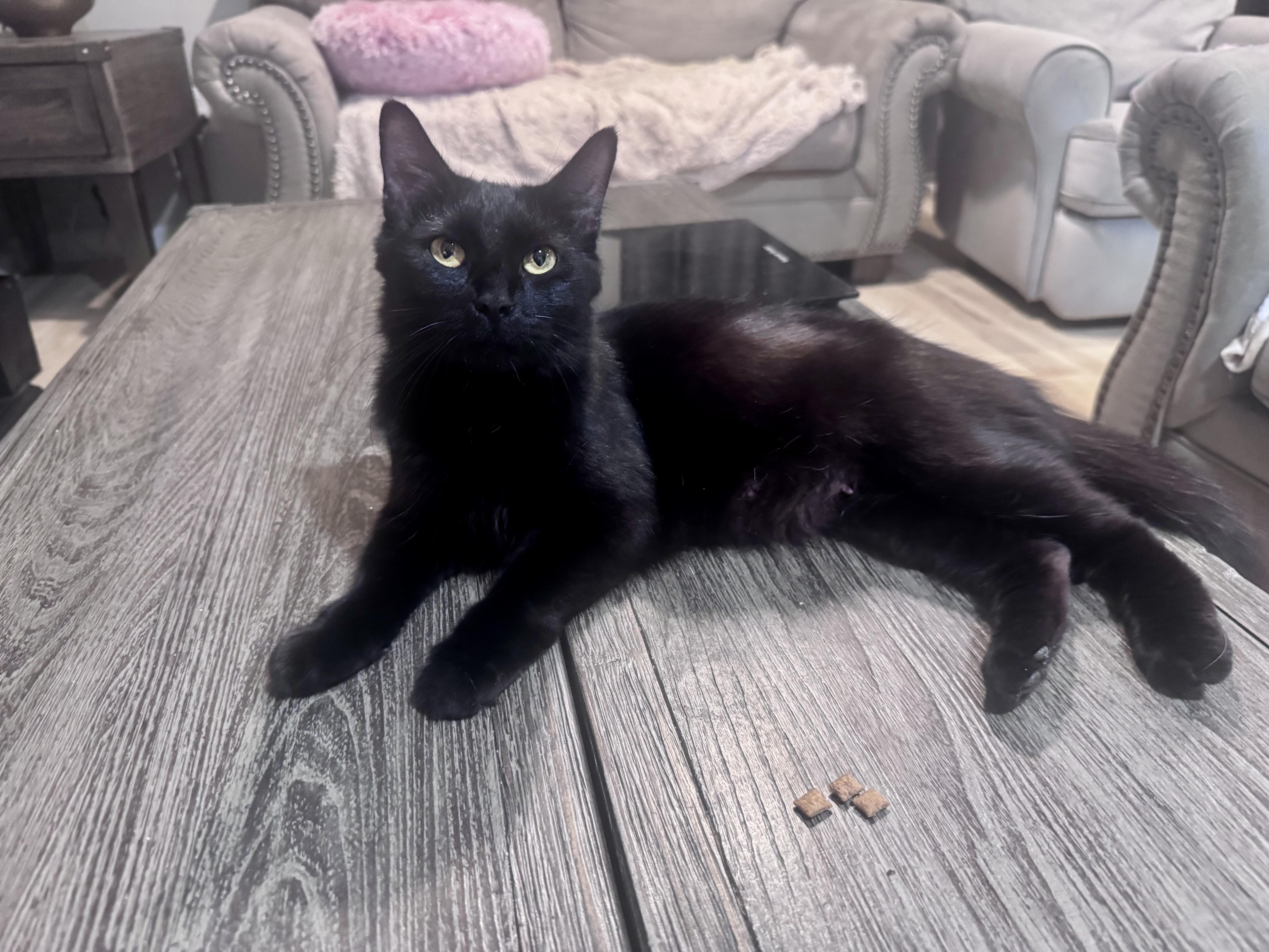 Simone , an adopted Domestic Medium Hair in Philadelphia, PA image 4/6