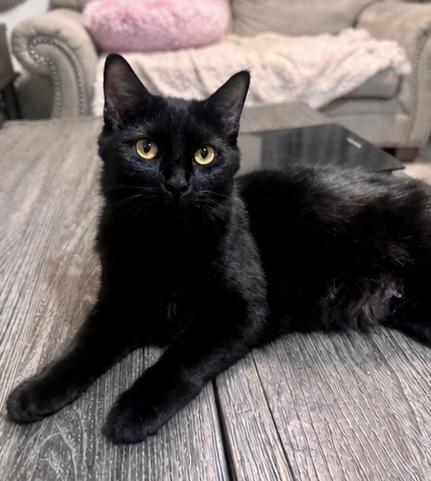 Simone , an adopted Domestic Medium Hair in Philadelphia, PA image 1/6