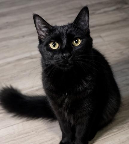 Simone , an adopted Domestic Medium Hair in Philadelphia, PA image 3/6