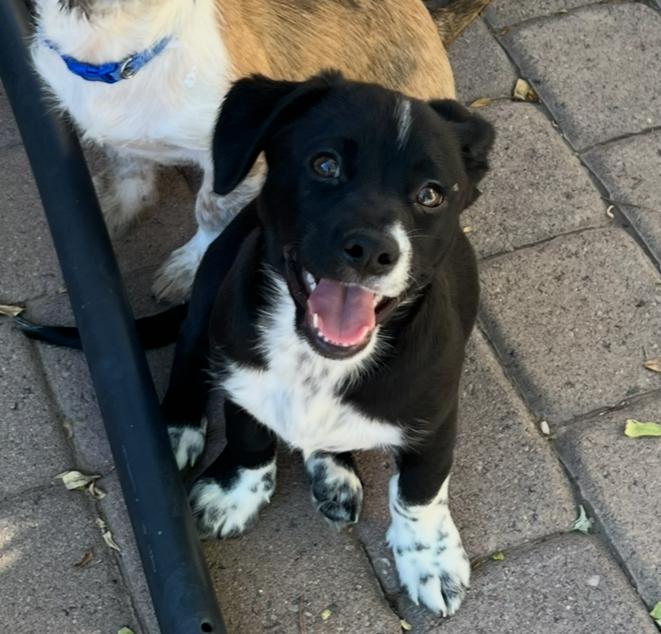 Tails, Adoptable, Puppy Male Shih Tzu & Cattle Dog.