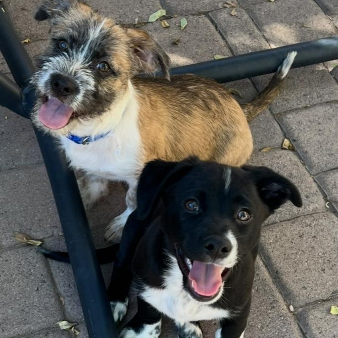 Tails, a Adoptable mixed breed in Phoenix, AZ image 2/6