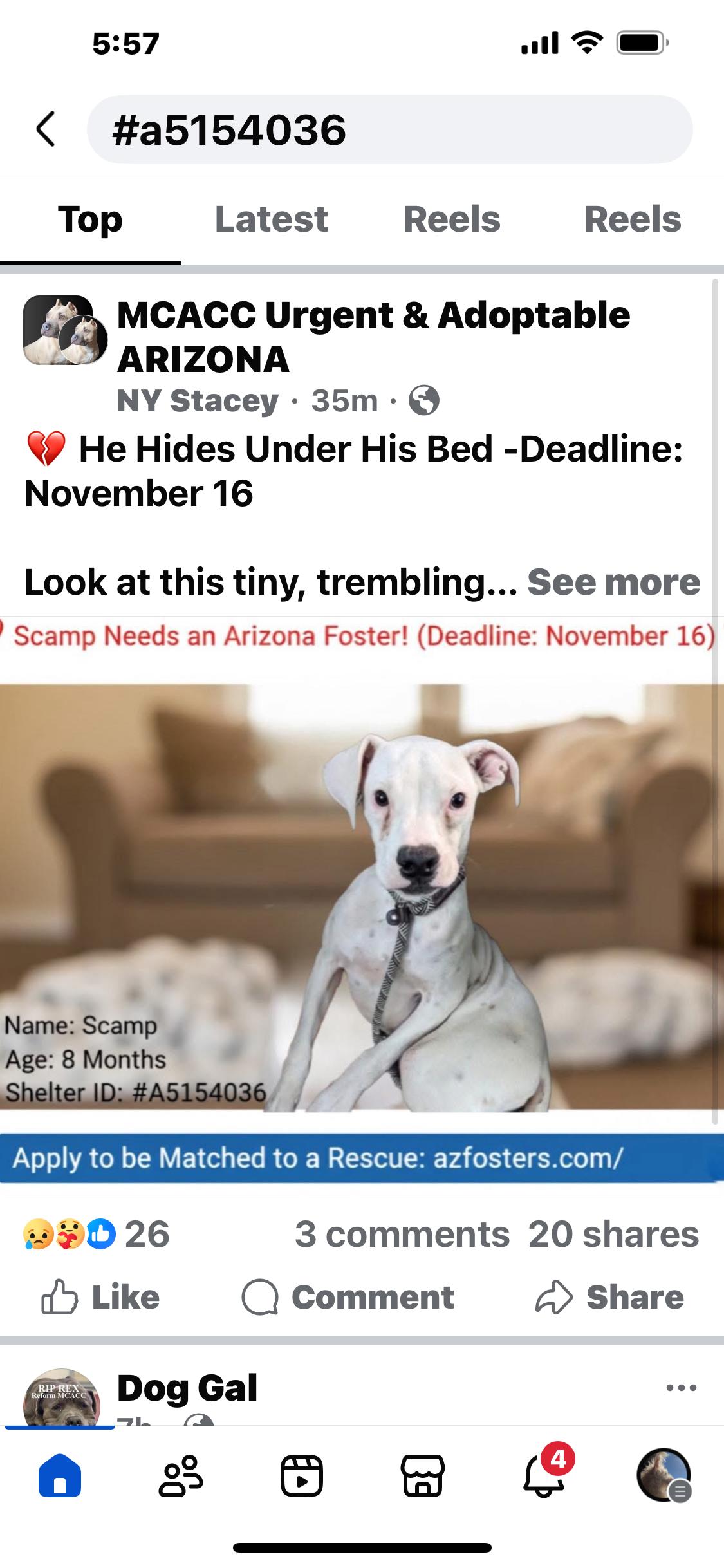 Tails, a Adoptable mixed breed in Phoenix, AZ image 3/6