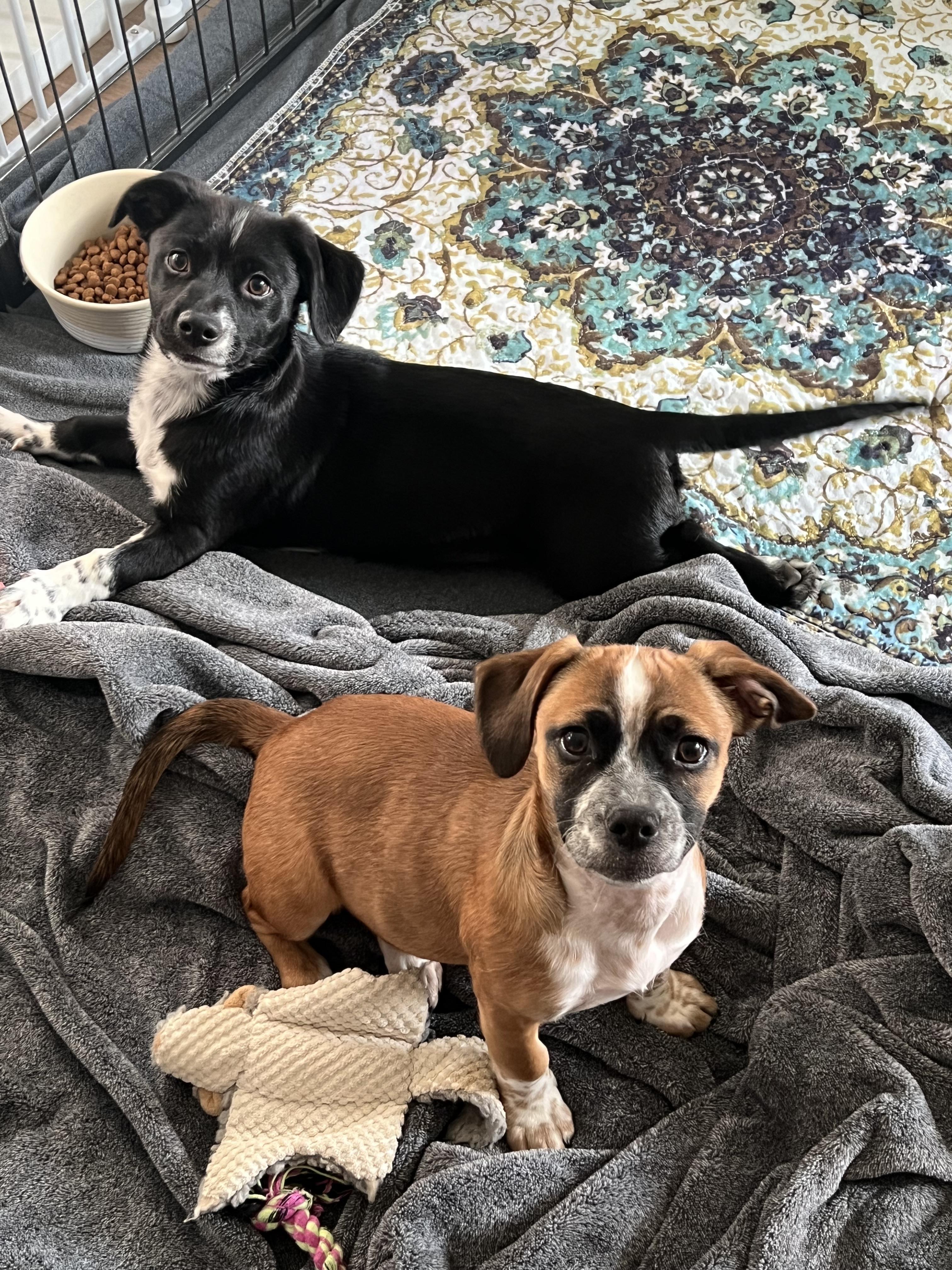 Tails, a Adoptable mixed breed in Phoenix, AZ image 4/6