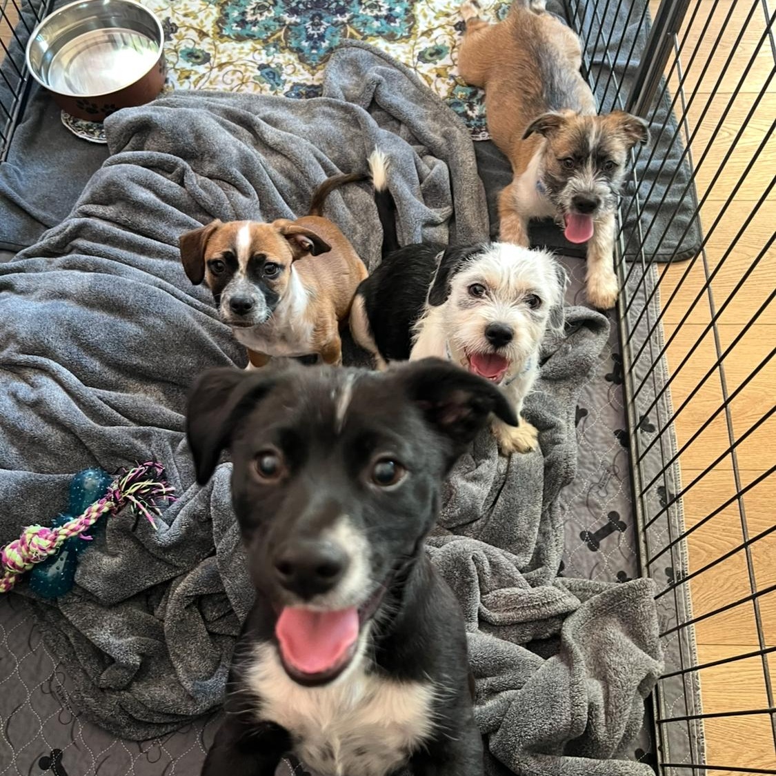 Tails, a Adoptable mixed breed in Phoenix, AZ image 5/6