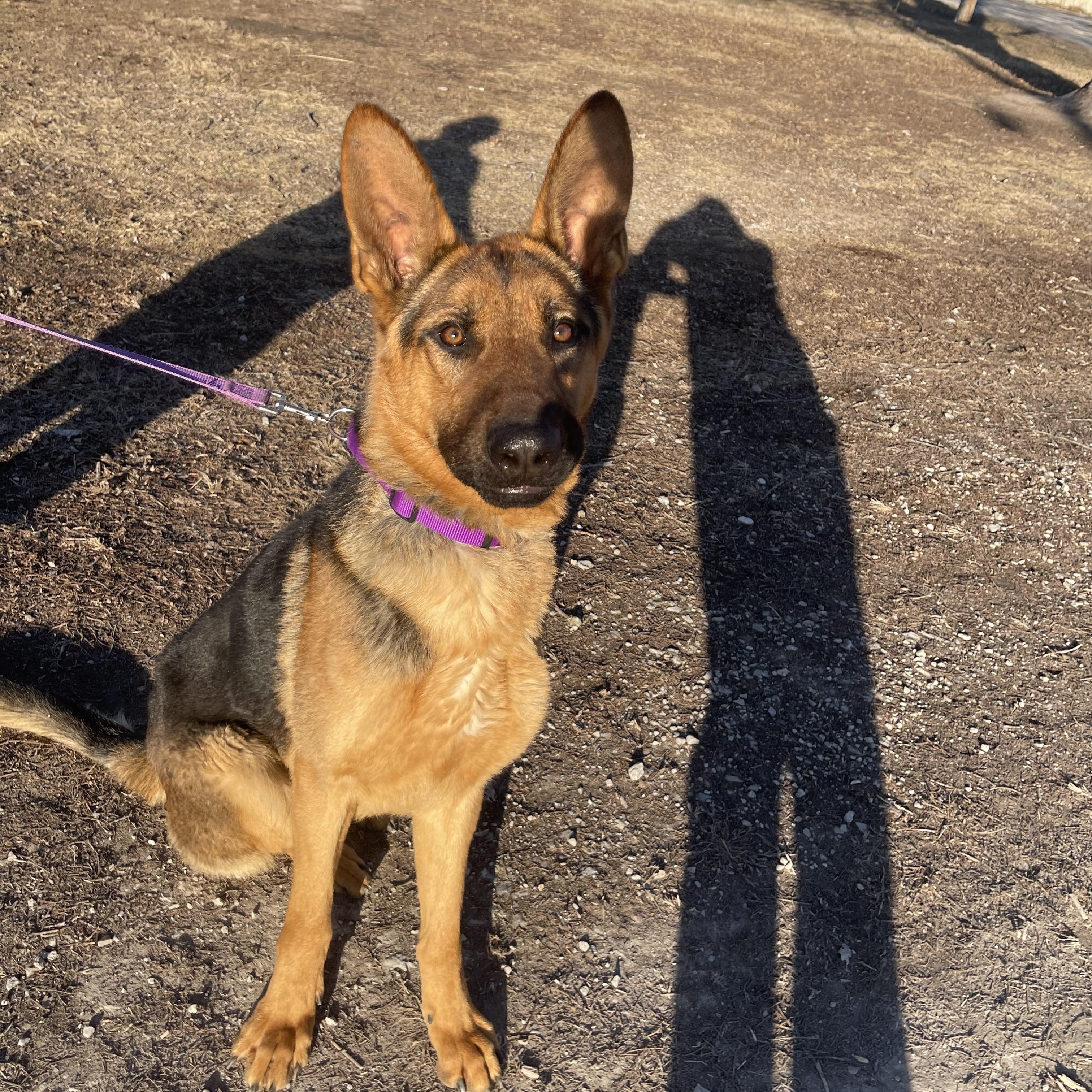 Enlarge Scout, an adopted German Shepherd Dog in Trenton, MO image 4/6