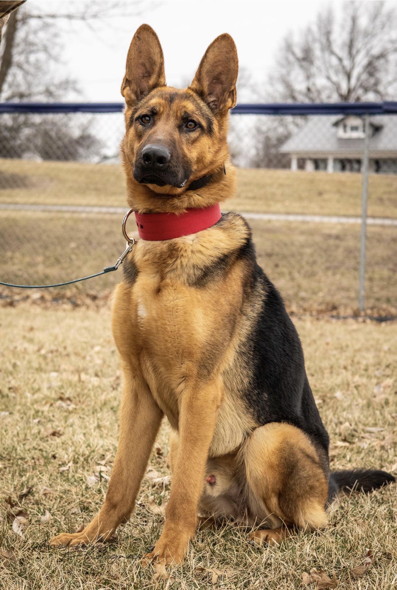 Enlarge Scout, an adopted German Shepherd Dog in Trenton, MO image 3/6