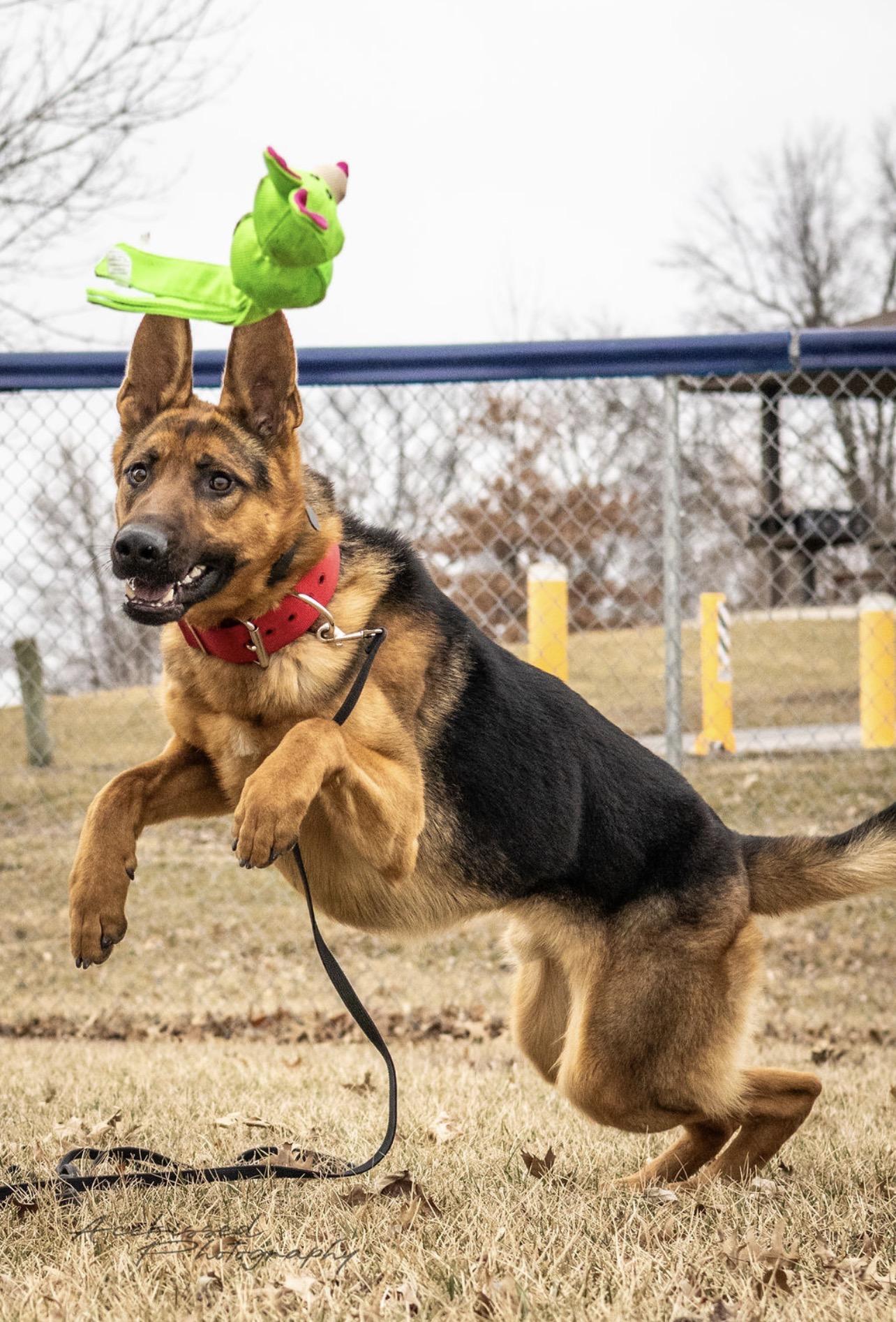 Enlarge Scout, an adopted German Shepherd Dog in Trenton, MO image 5/6