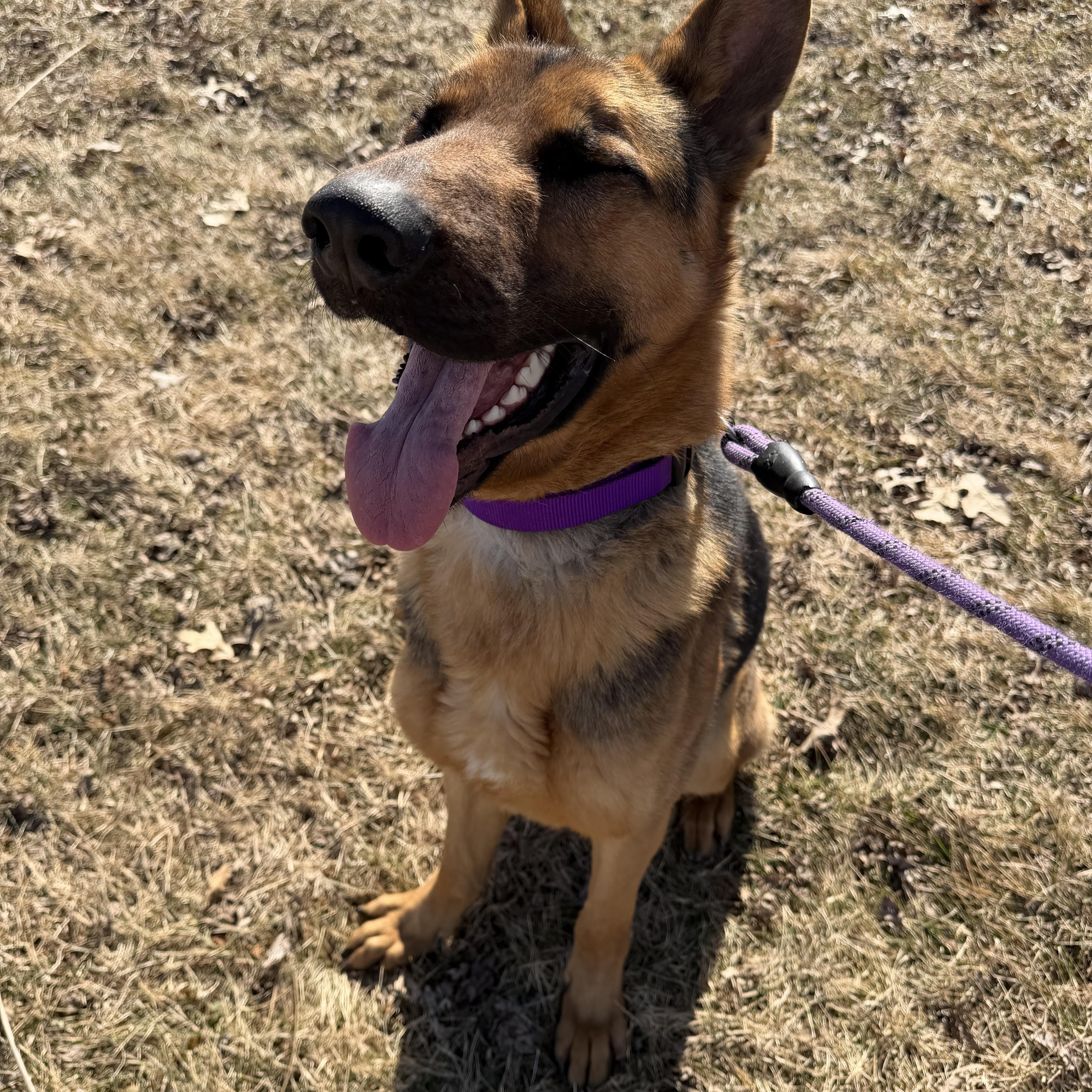 Enlarge Scout, an adopted German Shepherd Dog in Trenton, MO image 6/6