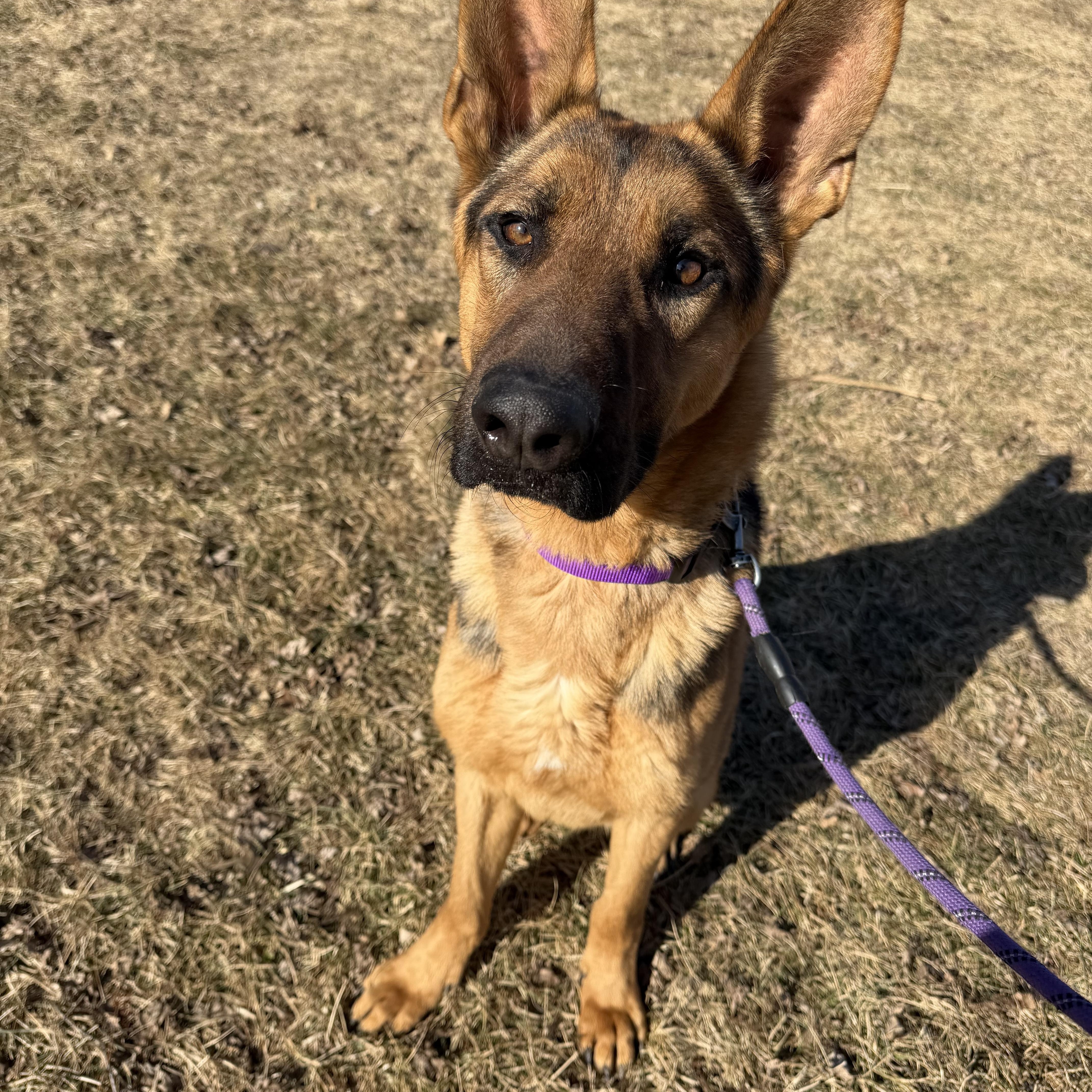 Enlarge Scout, an adopted German Shepherd Dog in Trenton, MO image 2/6