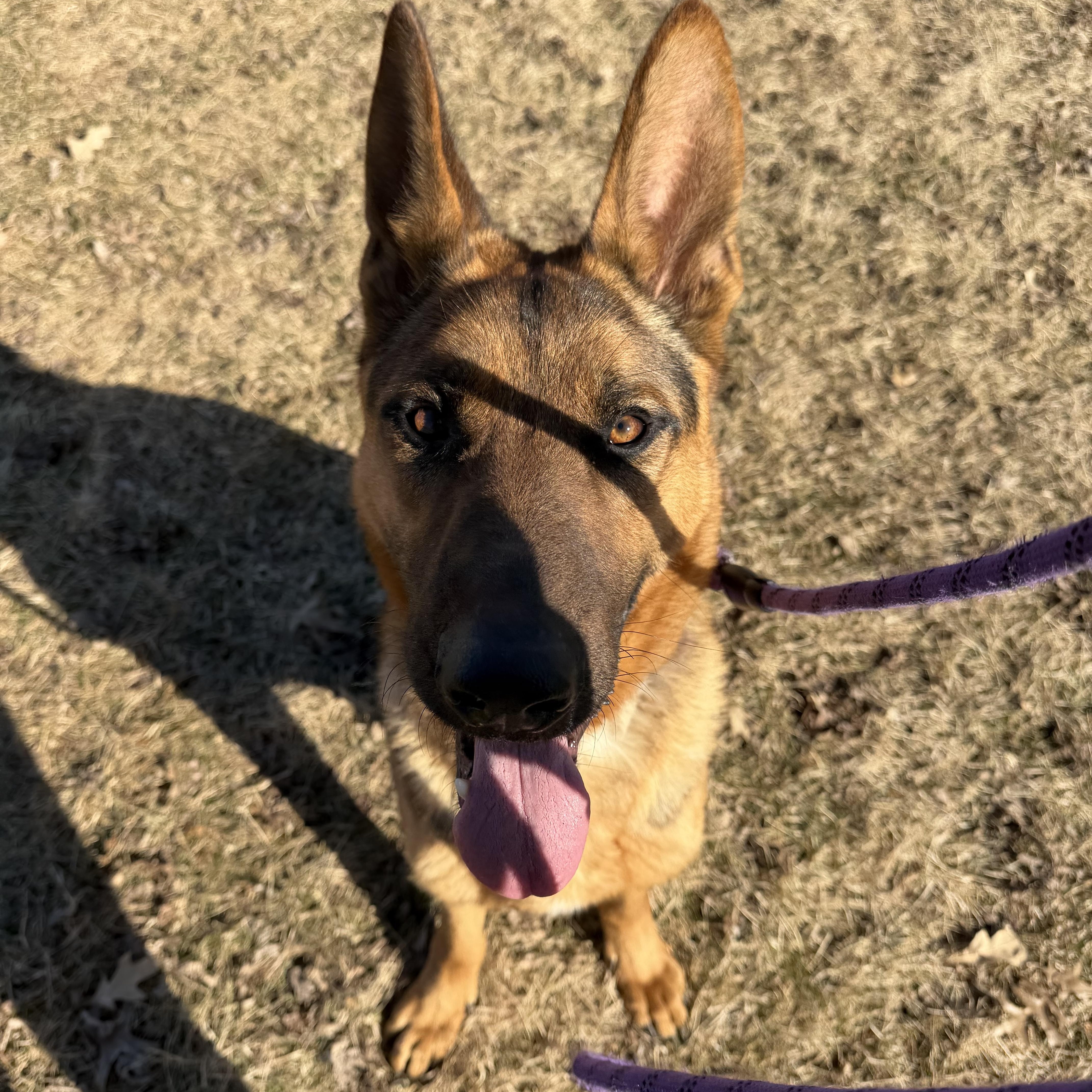 Scout — thumbnail 4