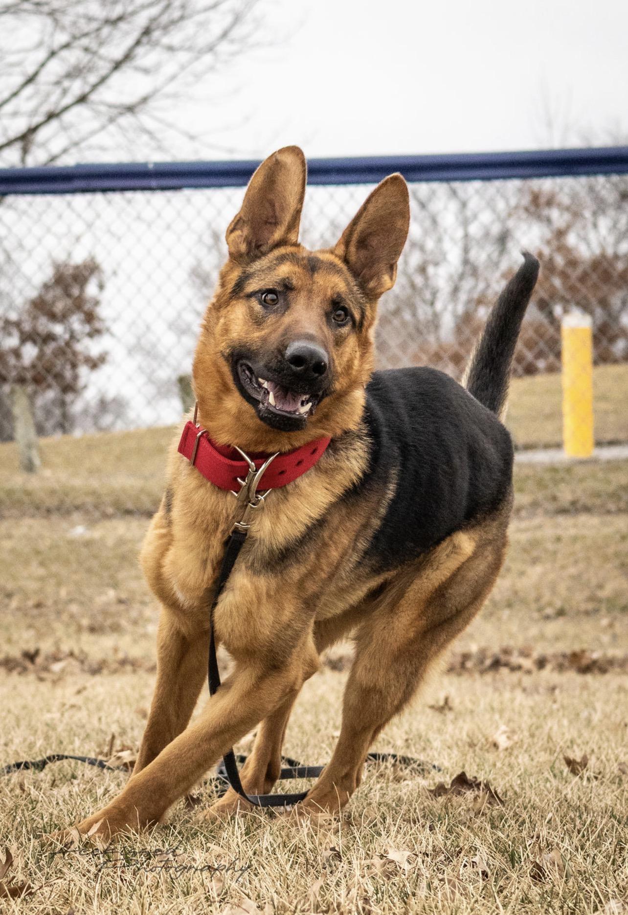 Enlarge Scout, an adopted German Shepherd Dog in Trenton, MO image 1/6