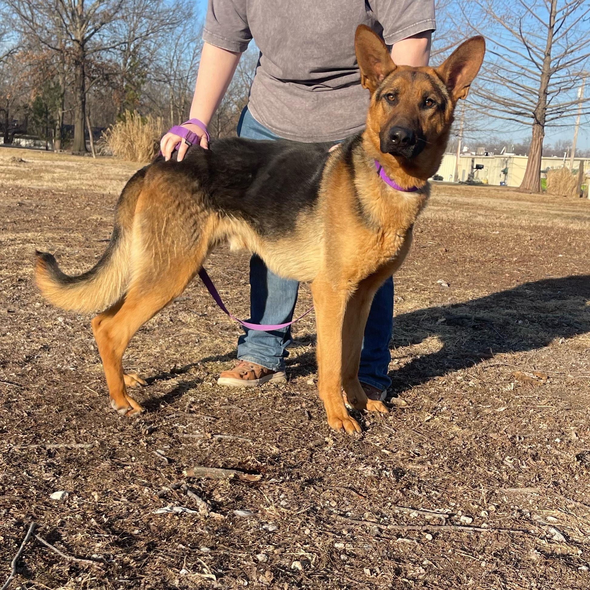 Scout — thumbnail 5