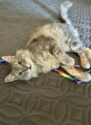 Enlarge Sasha, a Adoptable mixed breed in San Francisco, CA image 1/6