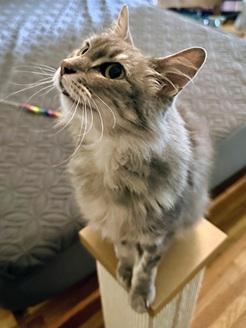 Enlarge Sasha, a Adoptable mixed breed in San Francisco, CA image 6/6