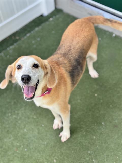 MAGGIE, Adoptable, Adult Female Treeing Walker Coonhound.