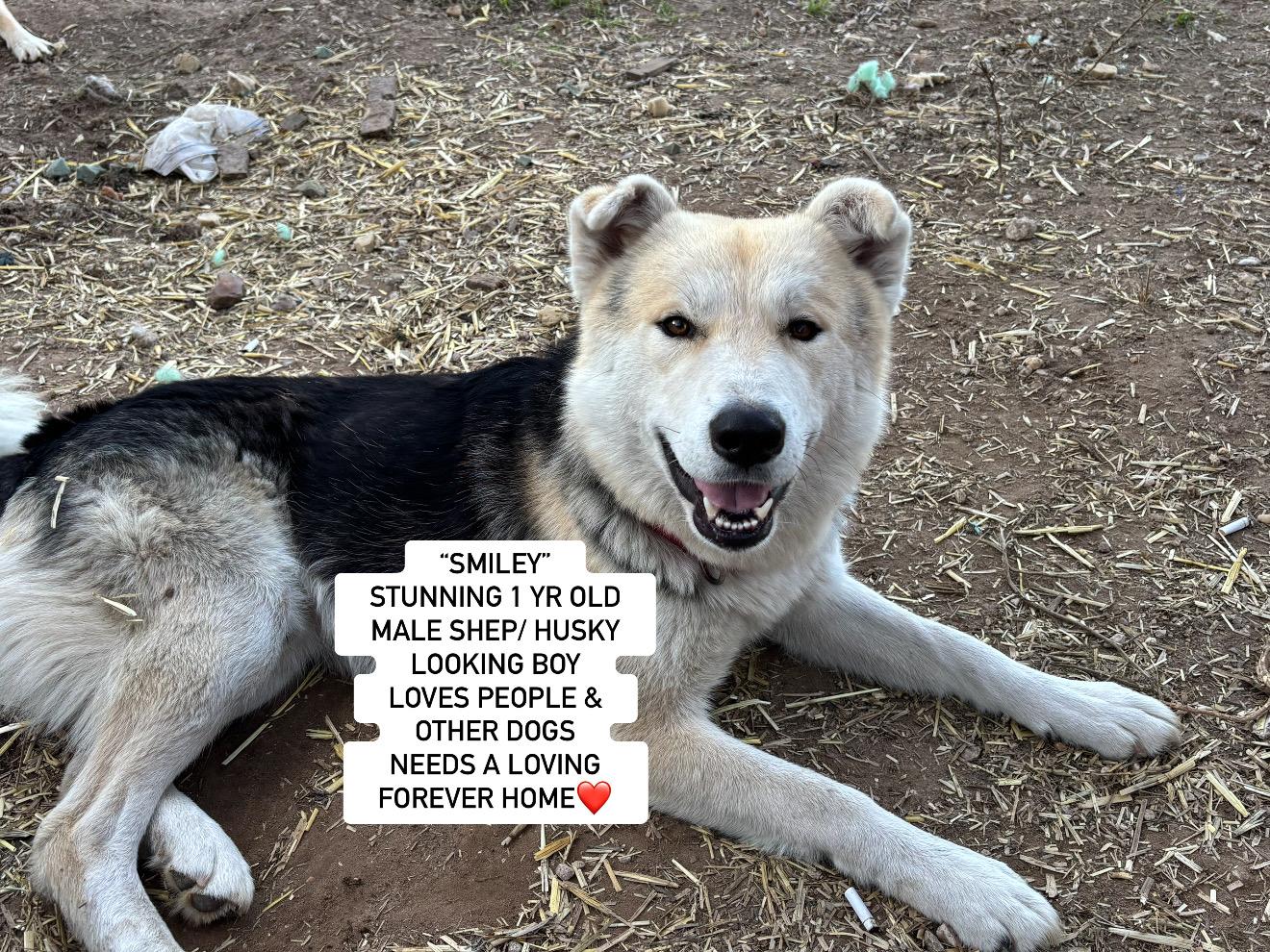 SMILEY, Adoptable, Young Male German Shepherd Dog & Siberian Husky.