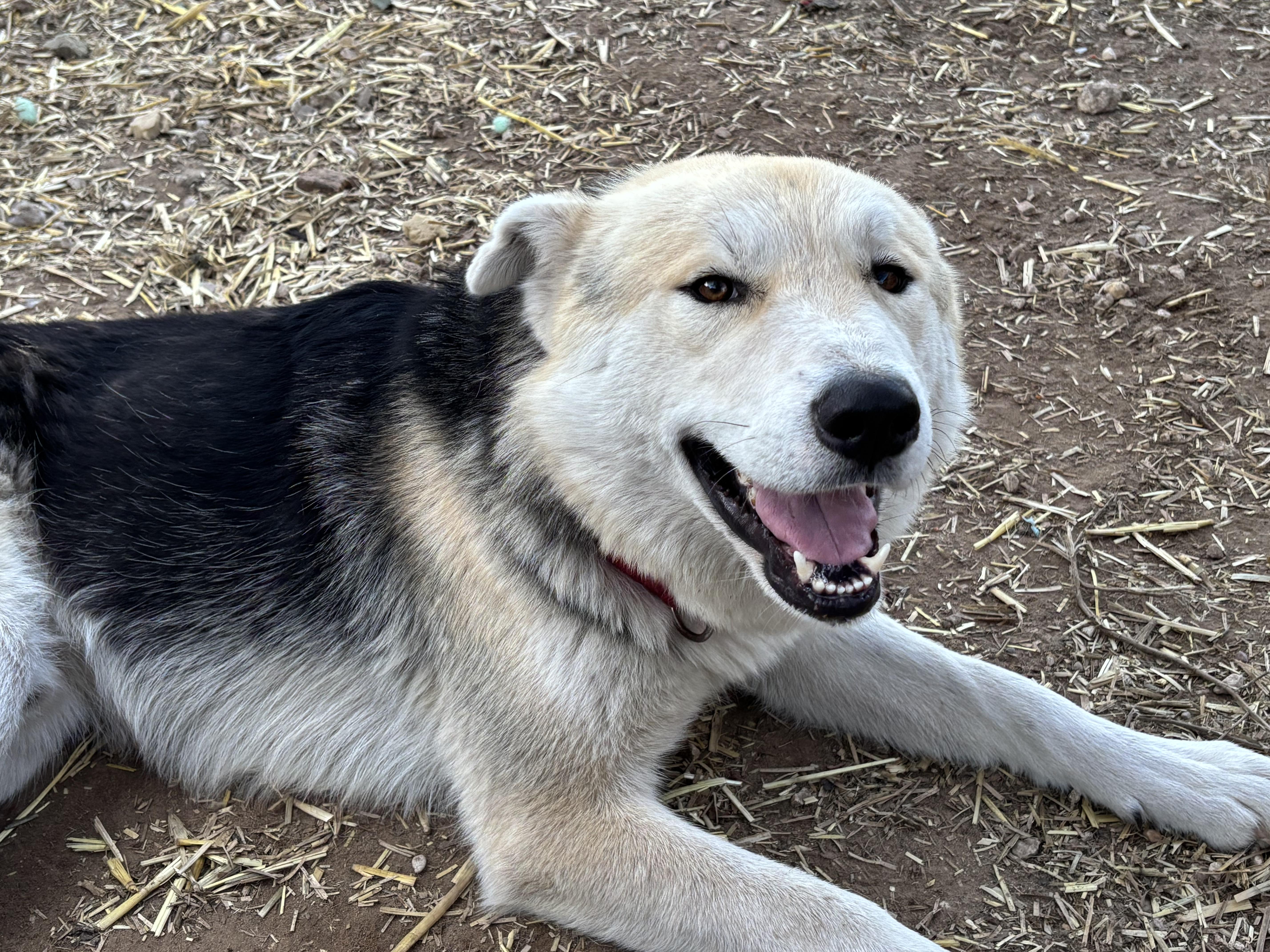 Enlarge SMILEY, a Adoptable mixed breed in Rockdale, TX image 2/3