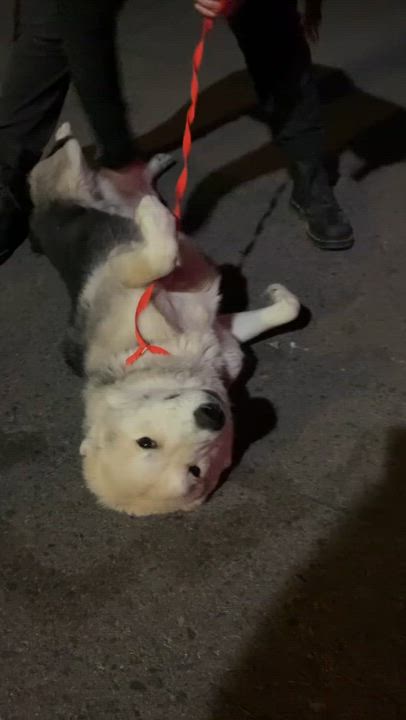 Enlarge SMILEY, a Adoptable mixed breed in Rockdale, TX video 3/3