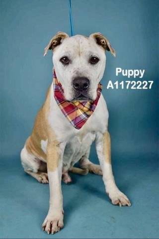 Puppy -- URGENT! LONGTIME RESIDENT!, ADOPTABLE, Senior Male Pit Bull Terrier.