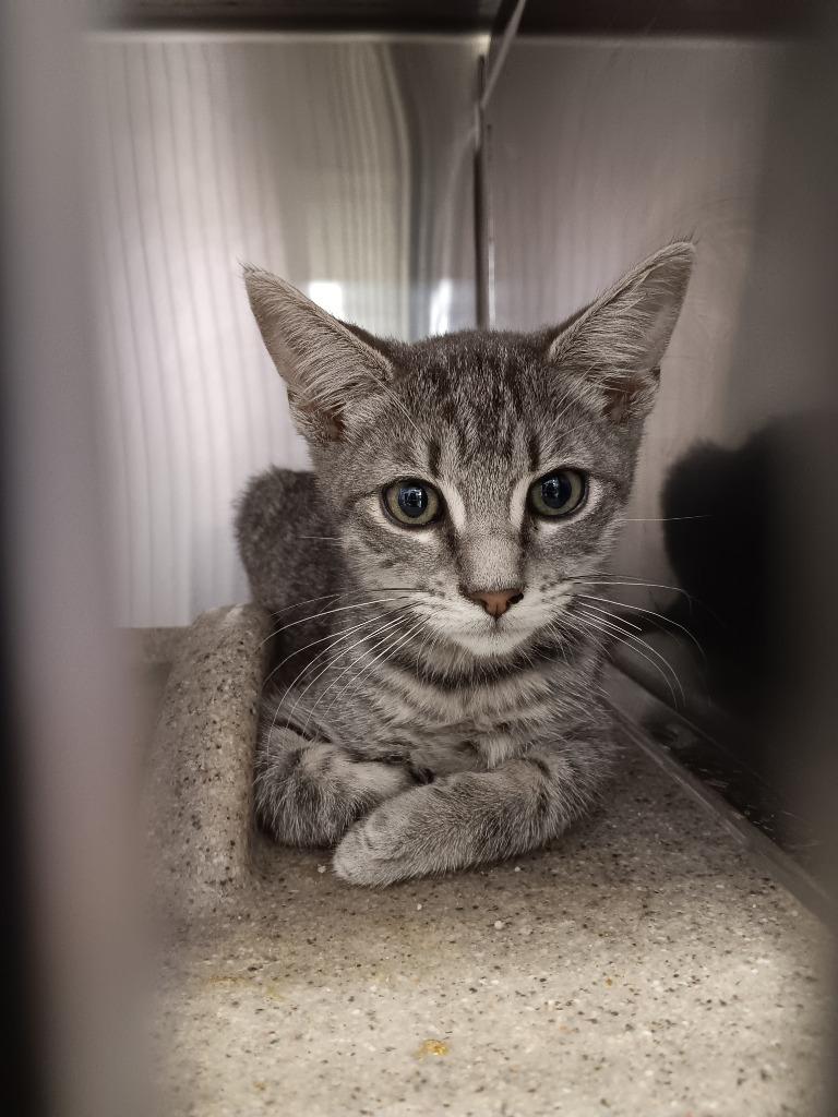 Walnut, Adoptable, Kitten Male Domestic Short Hair.