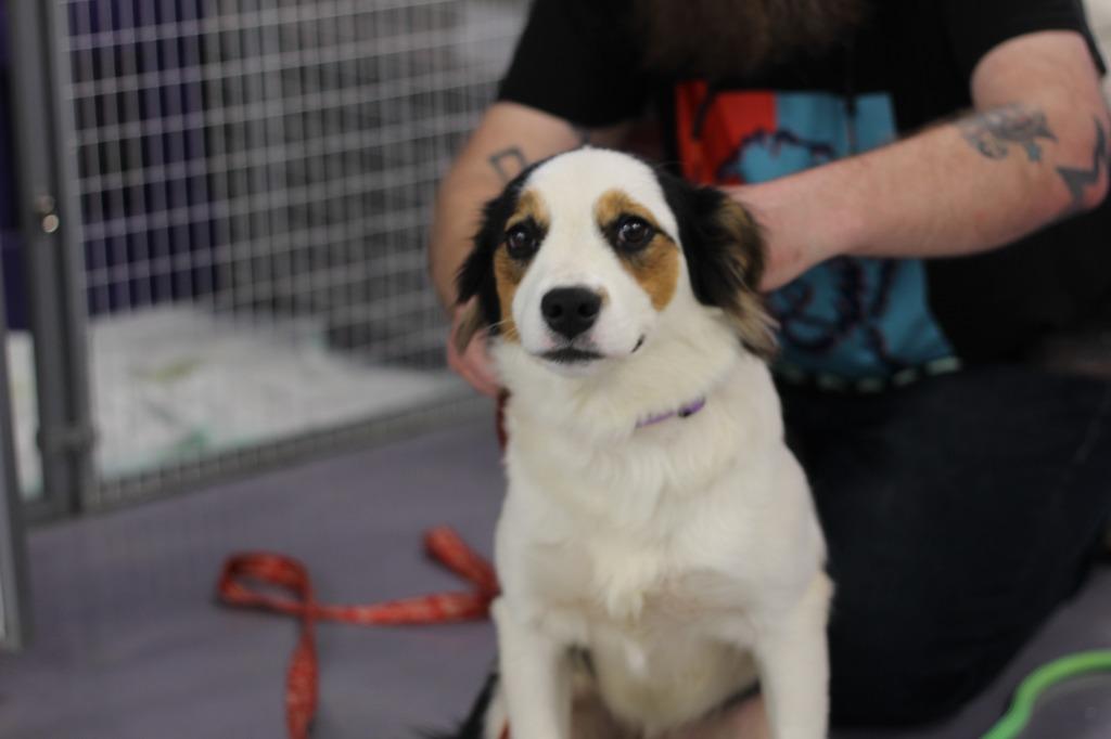 Cindy Lu, a Adoptable Border Collie in Rockford, IL image 5/5