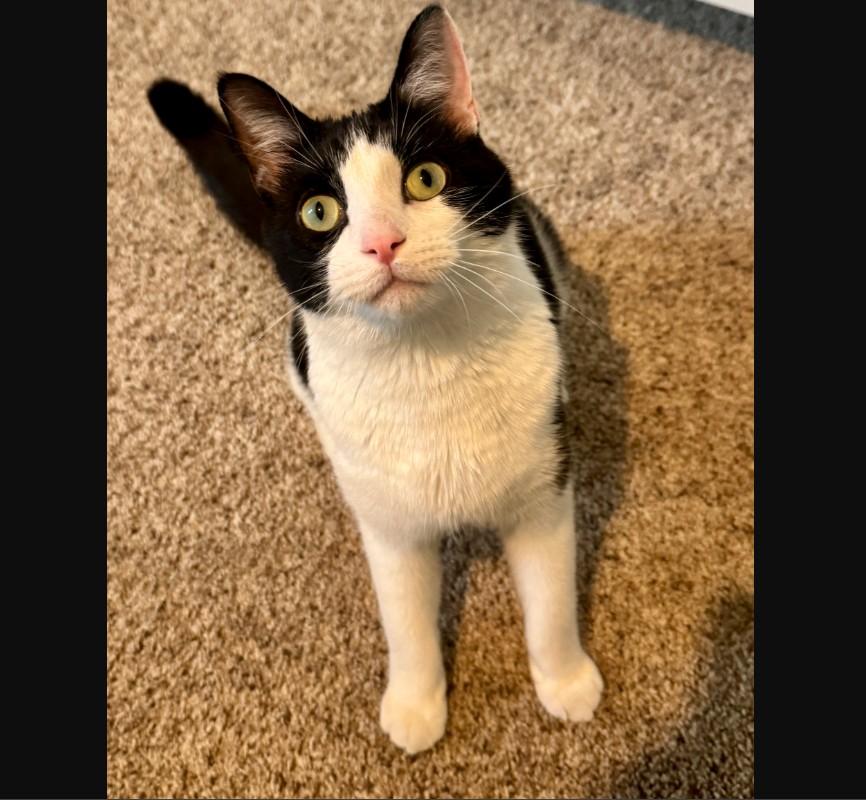 Enlarge Striker Doyle, a Adoptable Domestic Short Hair in Denver, CO image 2/6