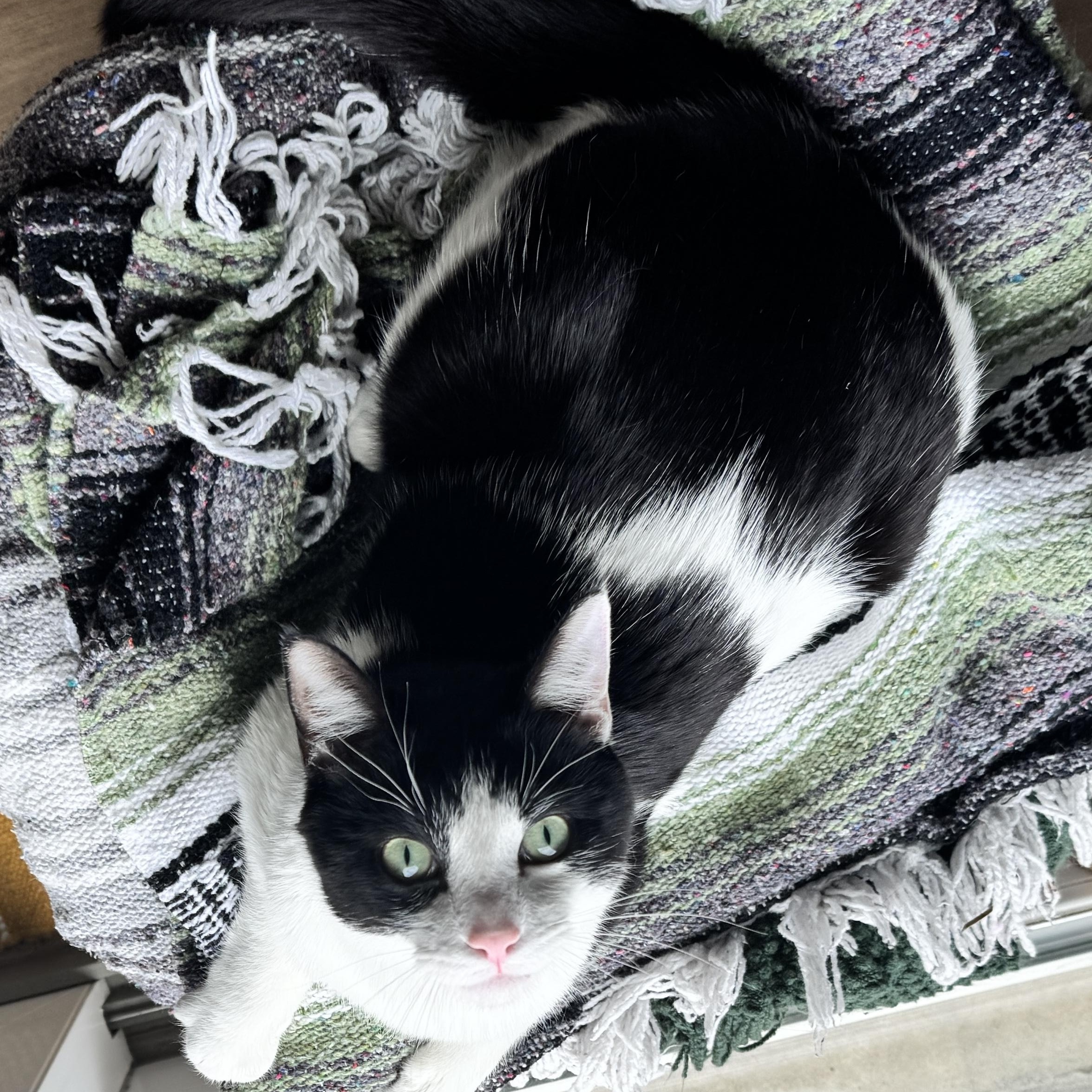 Enlarge Striker Doyle, a Adoptable Domestic Short Hair in Denver, CO image 3/6