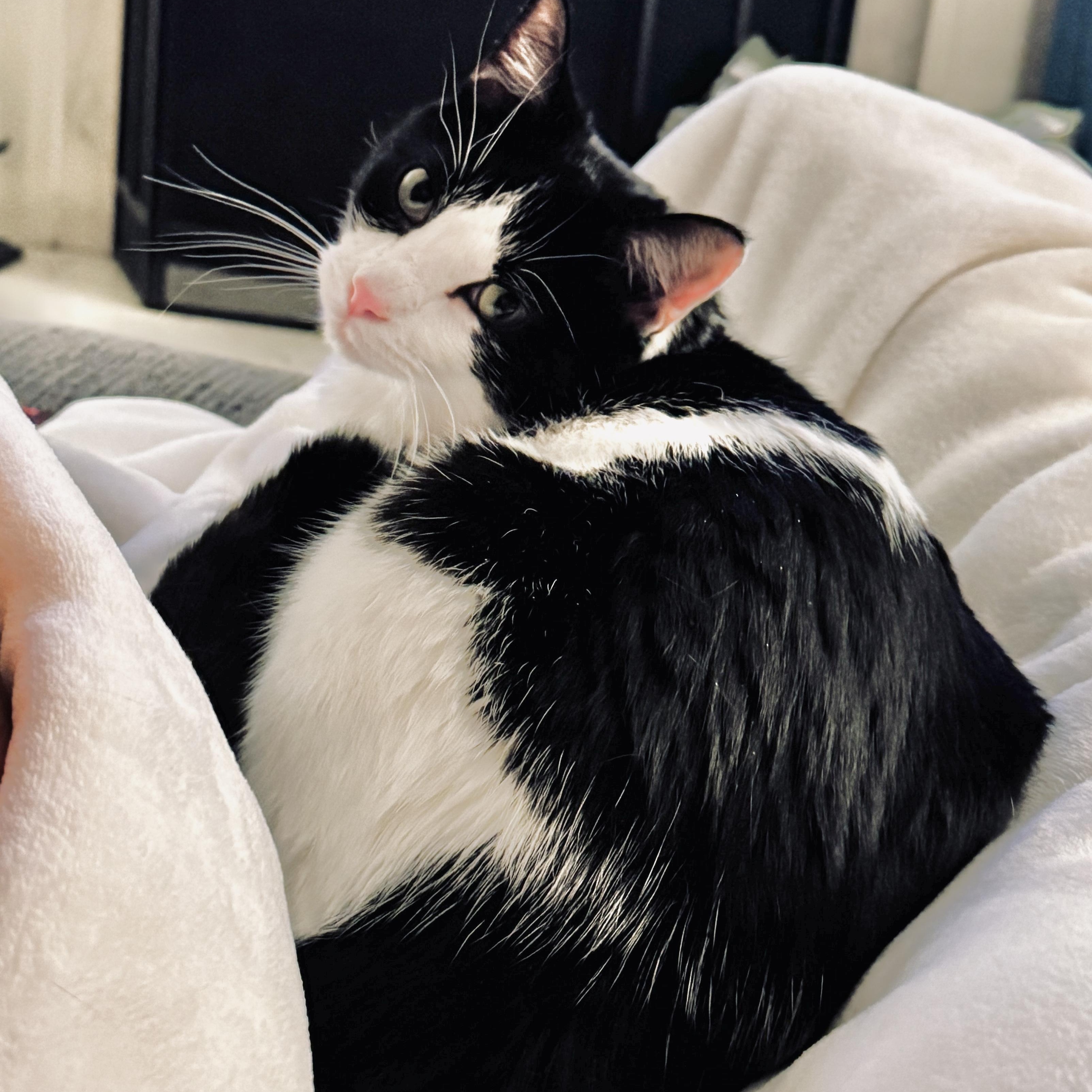 Striker Doyle, Adoptable, Young Male Domestic Short Hair.