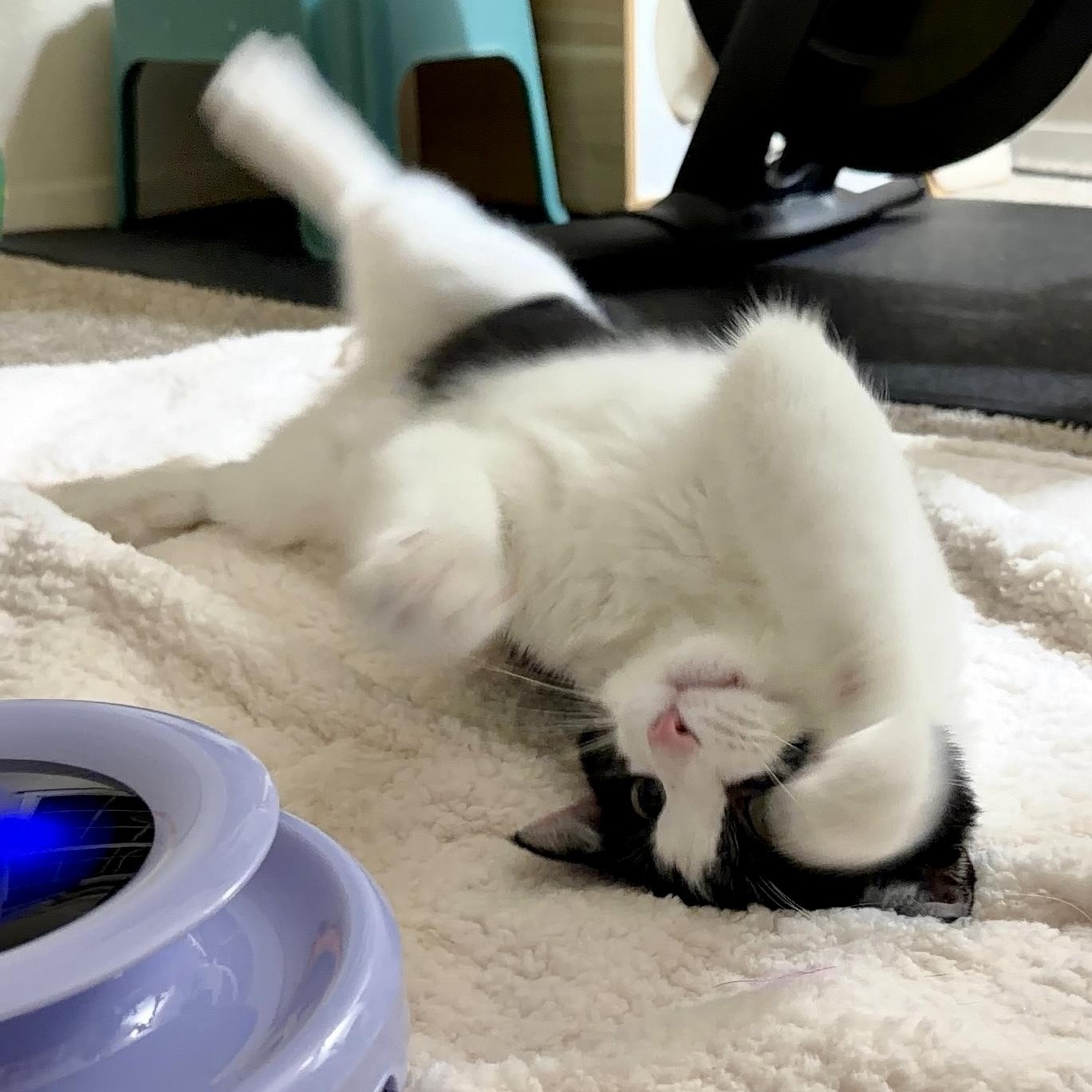 Enlarge Striker Doyle, a Adoptable Domestic Short Hair in Denver, CO image 5/6