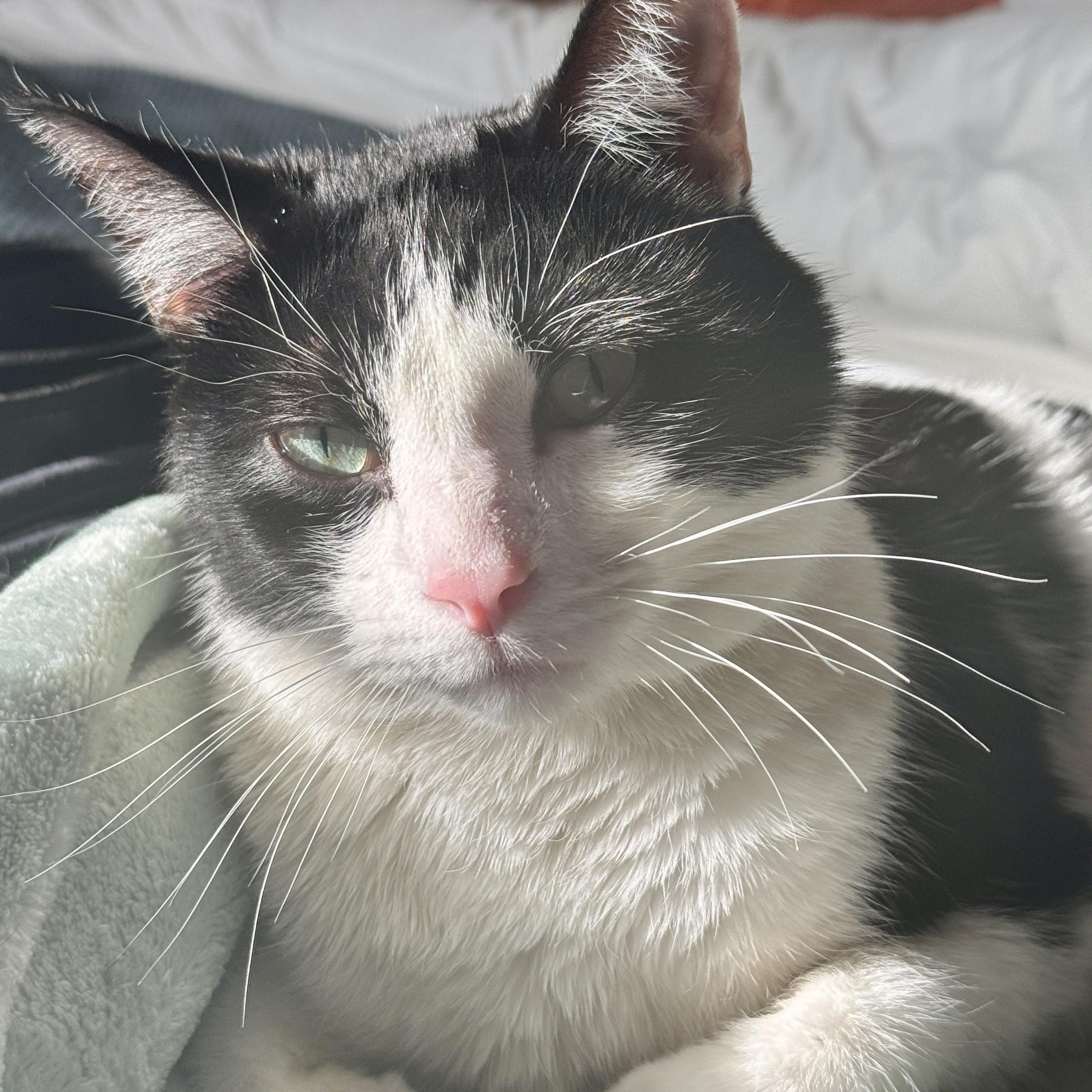 Enlarge Striker Doyle, a Adoptable Domestic Short Hair in Denver, CO image 4/6