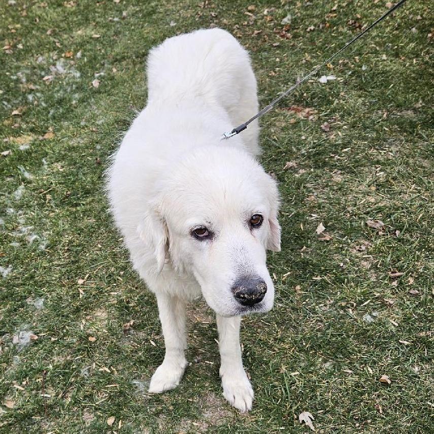 Enlarge Yuki, a Adoptable Great Pyrenees in Lima, OH image 1/2