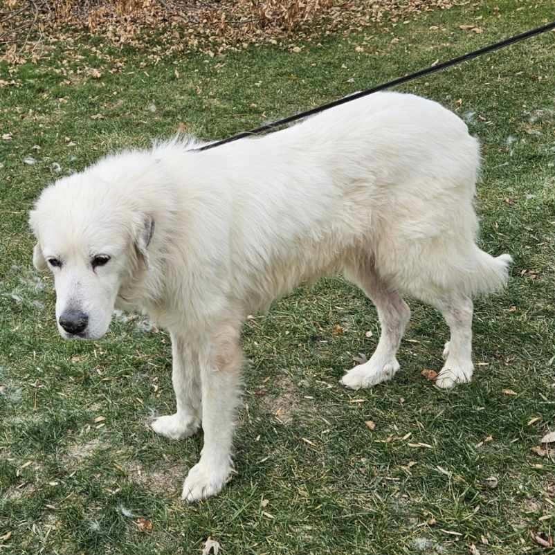 Enlarge Yuki, a Adoptable Great Pyrenees in Lima, OH image 2/2